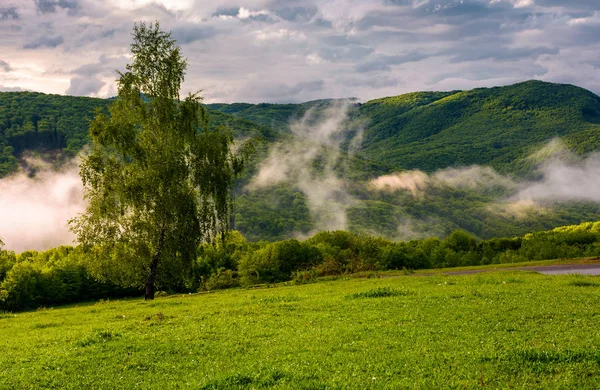 Mlha Stoupající Kopci Lesem Krásné Scenérie Hornaté Oblasti Při Východu — Stock fotografie