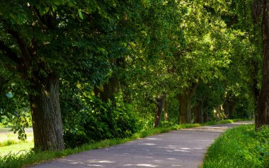 Ihlamur ağacı kron altında yürüyüş yolu. güzel doğa arka plan