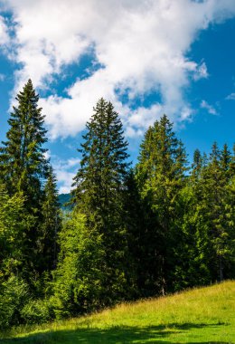 Ladin ormanı otsu çayır üzerinde. güzel yaz sahne