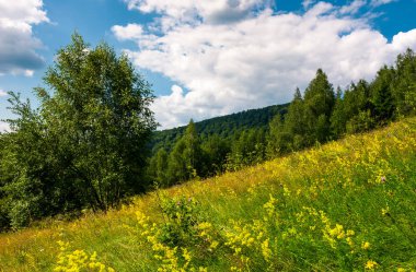 yabani otlar bir yamaca. Yaz aylarında güzel doğa manzarası