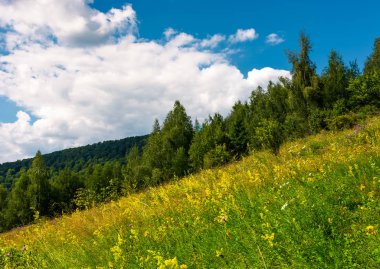 yabani otlar bir yamaca. Yaz aylarında güzel doğa manzarası
