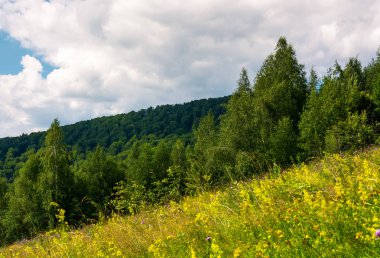 yabani otlar bir yamaca. Yaz aylarında güzel doğa manzarası