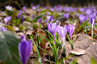 Mor çiğdemler orman. güneşli bir günde güzel bahar sahne