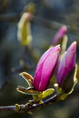 Manolya çiçek çiçek. güzel doğa arka planda bahar