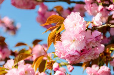 güneşli bir kiraz çiçeği güzel çiçekler. güzel bahar arka plan