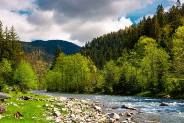 dağlarda kayalık sahil ile orman nehir. bahar çok güzel kırsal sahne