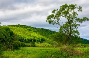 ağaç dağlar otsu çayır üzerinde. güzel kırsal manzara bahar sabahı
