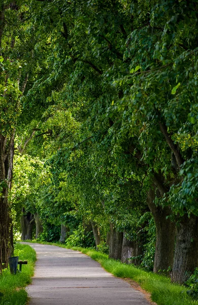 Walking Path Linden Tree Crowns Lovely Nature Background — Stock Photo, Image