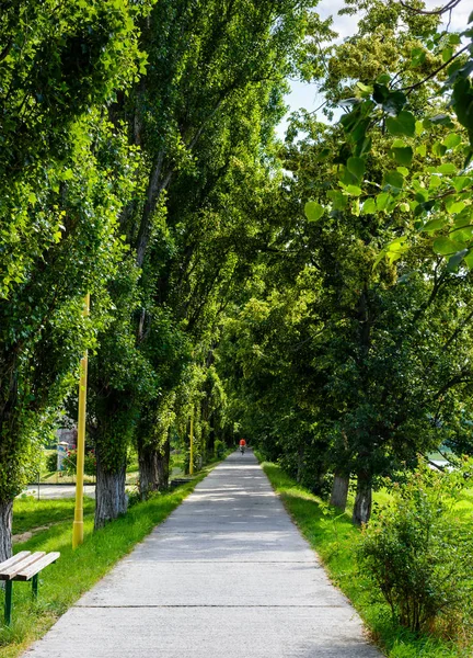 Wandelpad Onder Linden Boom Kronen Achtergrond Van Prachtige Natuur — Stockfoto