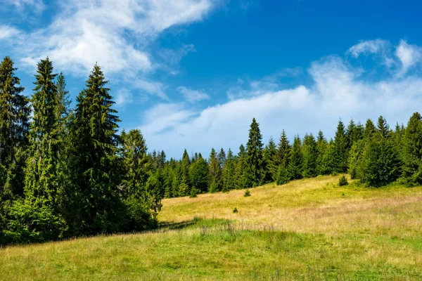Ladin ormanı otsu çayır üzerinde. güzel yaz sahne