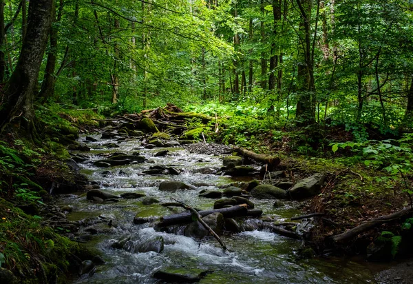 Wildbach Dunklen Wald Schöne Und Frische Naturkulisse Sommer — Stockfoto