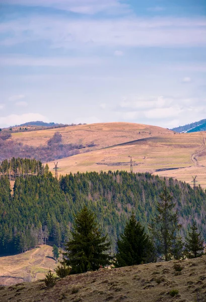 Spruce Forest Hillside Springtime Lovely Mountainous Landscape — Stock Photo, Image