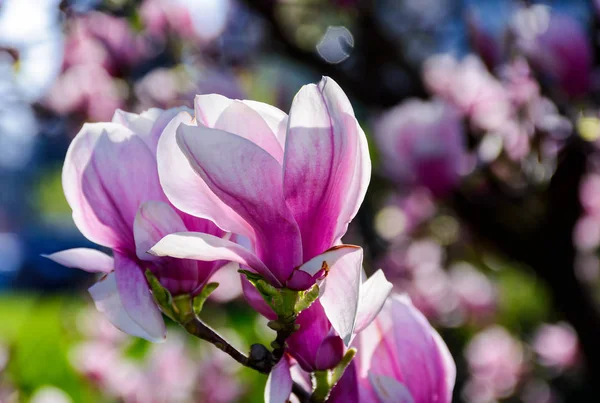 Blüte Der Magnolie Frühling Schöne Natur Hintergrund Mit Lebendigen Farben — Stockfoto