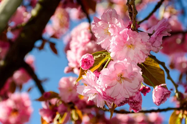 나뭇가지 벚꽃의 꽃입니다 스러운 — 스톡 사진