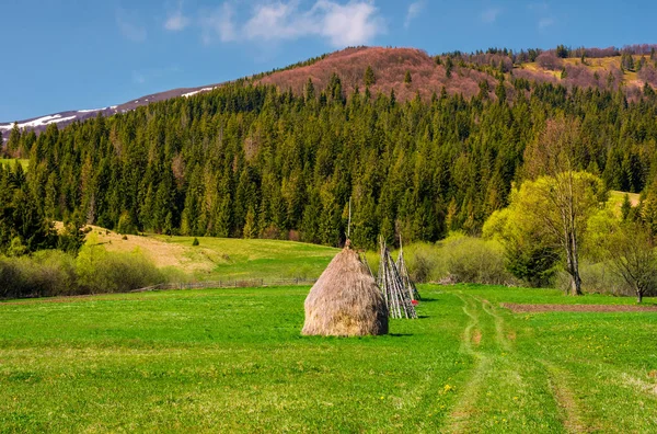 山の森の中で草が茂った草原の干し草 春には美しい田園風景 — ストック写真