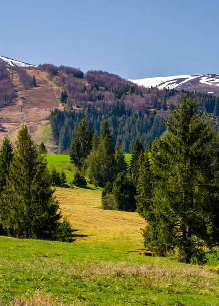 Spruce Forest Grassy Hills Valley Beautiful Mountainous Landscape Springtime — Stock Photo, Image