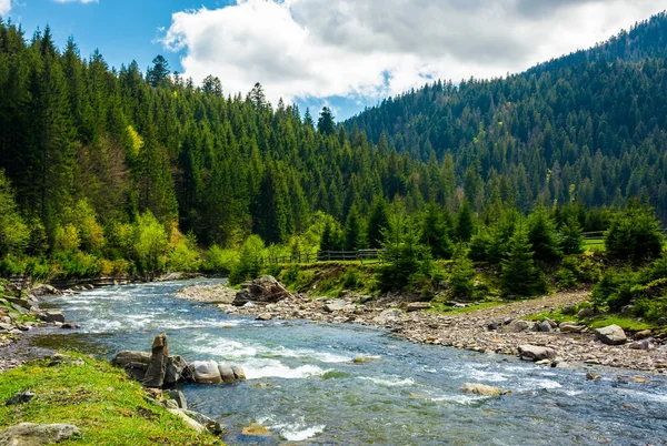 Hegyi Folyó Között Fenyő Erdő Gyönyörű Táj Egy Ragyogó Tavaszi — Stock Fotó