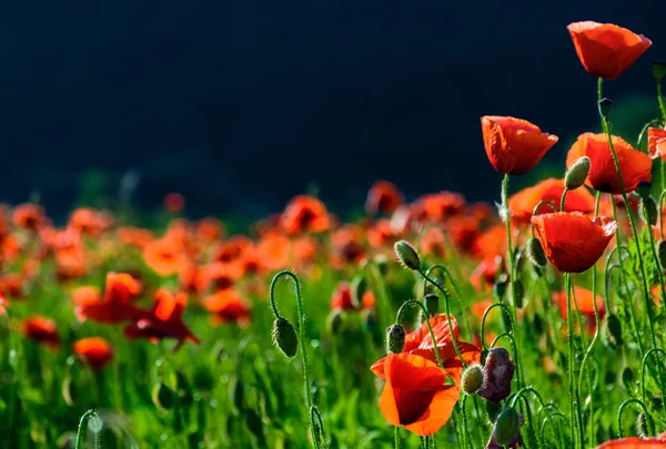 Haşhaş Çiçek Alan Güzel Yaz Doğa Arka Plan — Stok fotoğraf