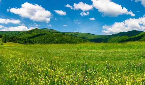 山の草原と美しい風景 地面に 青い空に雲が少し野生のハーブ 豪華な夏の風景 — ストック写真