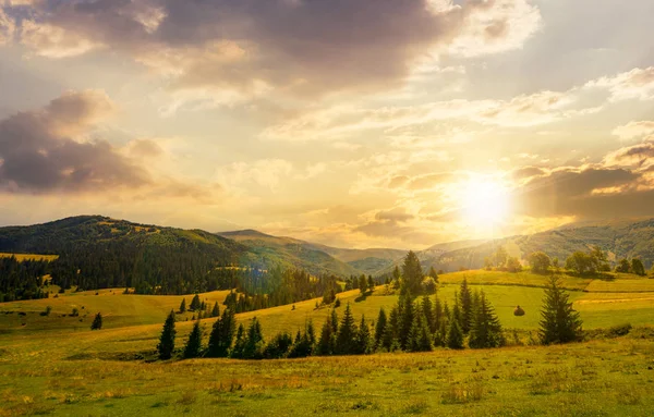 Schöne Landschaft Sommerlandschaft Bei Sonnenuntergang Fichten Auf Einem Sanften Grasbewachsenen — Stockfoto