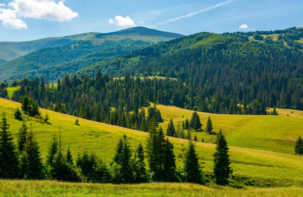 Hermoso Paisaje Verano Las Montañas Bosque Abetos Una Colina Cubierta — Foto de Stock