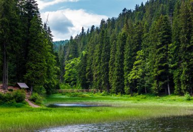 Göl kenarındaki güzel çam ormanı. güzel doğa manzarası Synevyr Milli Parkı ahşap köprü ve oyuk ile. Karpat Dağları'nın popüler gezi konumda yaz