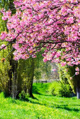 dalları ile çimenli çim üzerinde kiraz çiçeği. güzel doğa bahar sahne Park