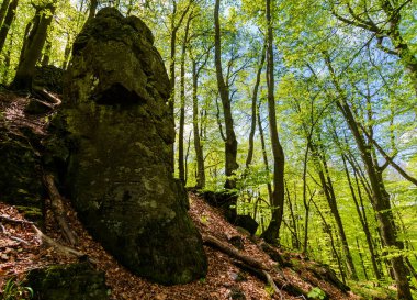 kayalık oluşumu yeşil orman arasında. gizemli yer taş Idol gibi görünüyor. vahşi ormanda güzel yer