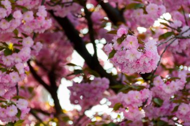 Narin pembe çiçekler açan Japon kiraz ağaçları.