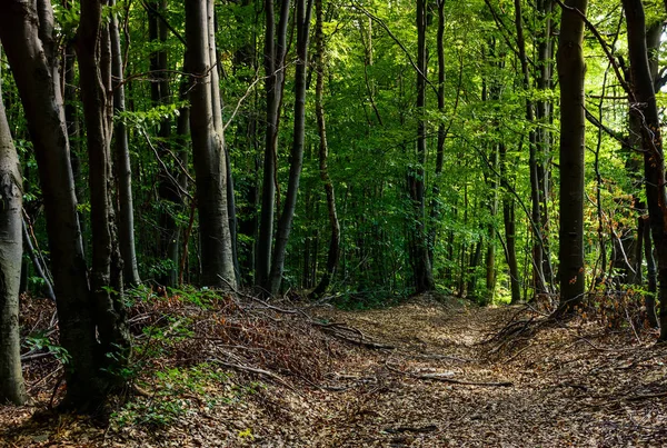 Droga Przez Las Pokryte Wyblakły Liści Natura Piękny Krajobraz Piękne — Zdjęcie stockowe