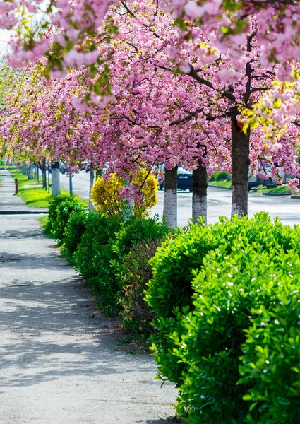 開花桜並木通り 美しい都市の春の風景 — ストック写真