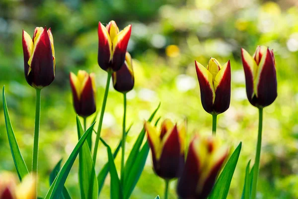 Prachtige Tulpen Park Een Onscherpe Achtergrond Het Voorjaar — Stockfoto
