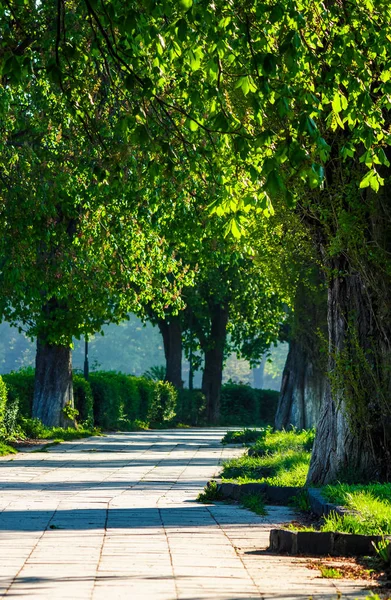Sokak Eski Kestane Ağaçları Ile Kentsel Doğada Güzel Bahar Zamanı — Stok fotoğraf