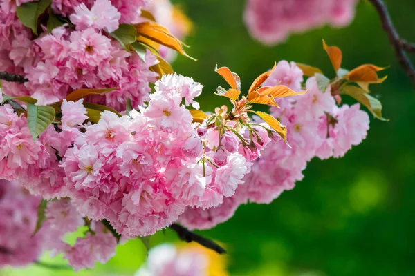 Ροζ Λουλούδια Των Ανθισμένων Κερασιών Στον Κλάδο Υπέροχη Φύση Τοπίο — Φωτογραφία Αρχείου
