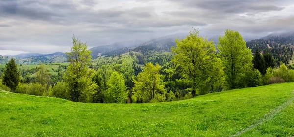 Panorama Trawiastym Zboczu Nad Lasem Górach Dramatyczne Pochmurnego Nieba Deszczowy — Zdjęcie stockowe