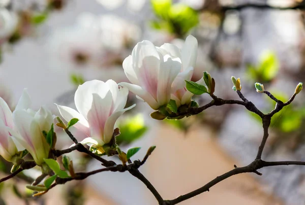 Vita Blommor Magnolia Träd Blossom Härliga Våren Bakgrund Ljus Dag — Stockfoto