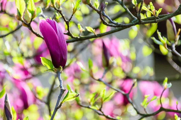 Fioletowe Kwiaty Magnolia Drzewo Kwiat Tle Piękny Wiosenny Jasny Dzień — Zdjęcie stockowe