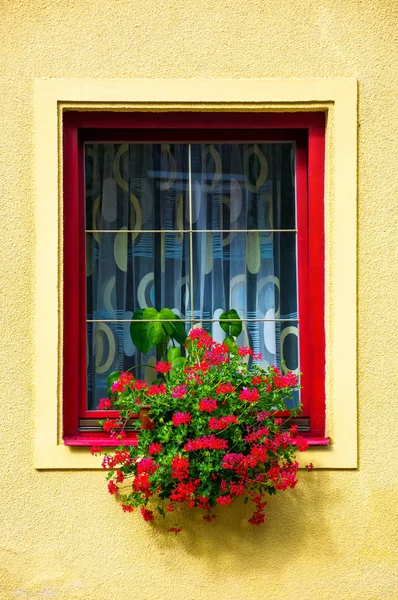 美丽的红色花朵在墙上 可爱的建筑元素 — 图库照片
