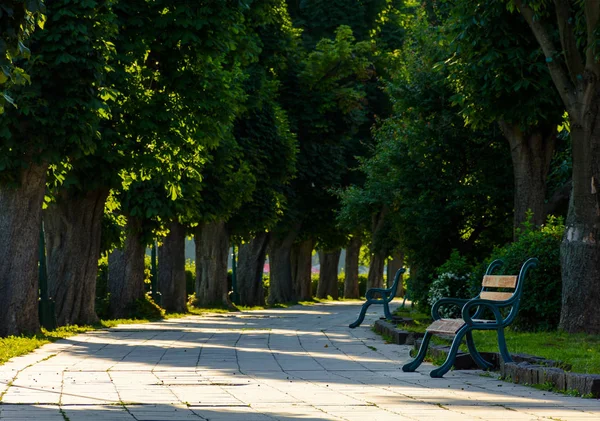 夏天有长凳的栗子胡同 美丽的城市风景在早晨 — 图库照片