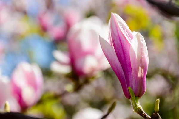 Blossom Magnolia Tree Springtime Beautiful Nature Background Purple Flowers Branches — Stock Photo, Image