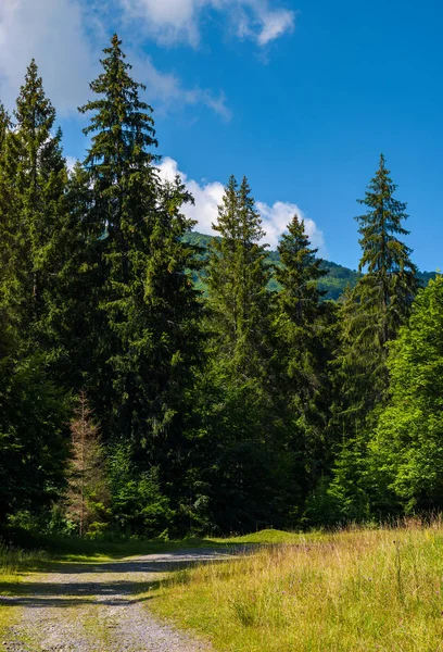 Venkovské Silnici Smrkovým Lesem Krásné Přírodní Scenérie Krásné Letní Den — Stock fotografie