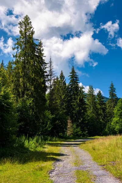 Landstraße Durch Fichtenwald Schöne Naturkulisse Einem Schönen Sommertag — Stockfoto