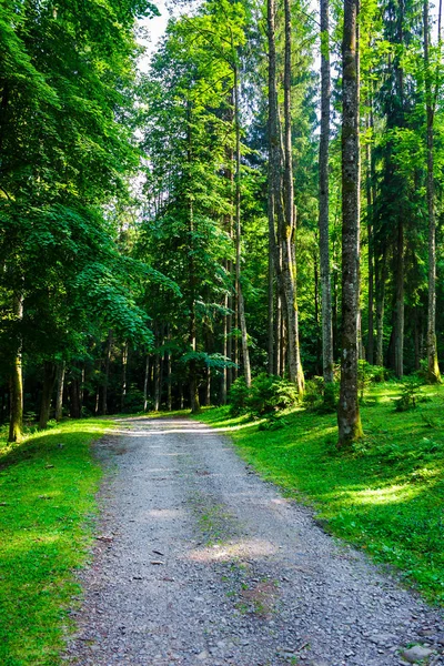 Landstraße Durch Den Wald Abendlicht Schöne Naturlandschaft Mit Hohen Bäumen — Stockfoto