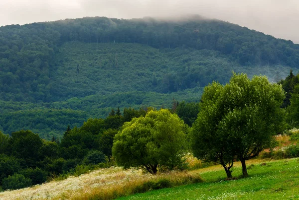 山に放棄された果樹園 曇りの日に夏の田舎 — ストック写真