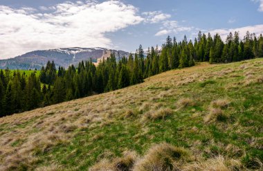 satır çimenli bir yamaca Ladin ağaçlarının. bulutlu bir günde güzel bahar manzara. dağ uzakta karlı tepe ile