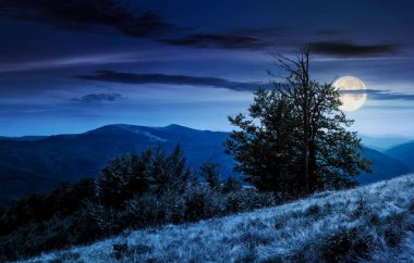 çimenli tepe üzerinde gece dolunay ışık ağacı. Karpat dağ Svydovets sırtı güzel yaz peyzaj.
