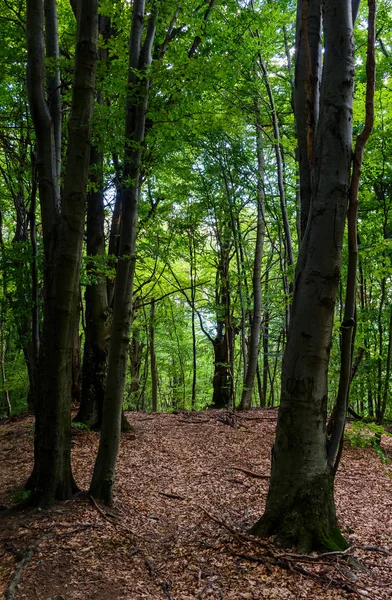 Hohe Buchen Mit Grünem Laub Schöne Sommer Natur Hintergrund — Stockfoto