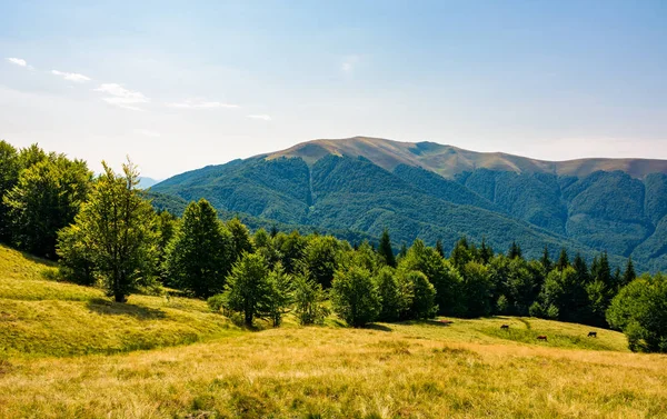 Kayın Ormanı Dağlarda Otsu Çayır Üzerinde Karpat Dağ Apetska Eteklerinde — Stok fotoğraf