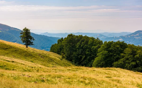 Collines Boisées Des Carpates Beau Paysage Été Hêtres Sur Une — Photo