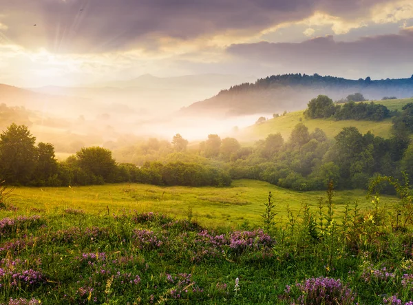 Wunderschöner Nebliger Sonnenaufgang Den Karpaten Schöne Sommerlandschaft Des Bezirks Wolowez — Stockfoto